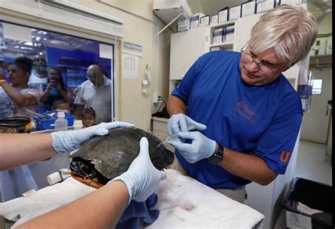 aquatic vet near me|Aquatic Animal Health » College of Veterinary Medicine » University of.